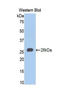 Aggrecan antibody, LS-C302587, Lifespan Biosciences, Western Blot image 