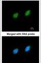 Serine/Threonine Kinase 40 antibody, PA5-22165, Invitrogen Antibodies, Immunofluorescence image 