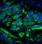 Tet Methylcytosine Dioxygenase 2 antibody, 6915, ProSci, Immunofluorescence image 