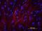 Alkaline Phosphatase, Placental antibody, BAM1448, R&D Systems, Immunofluorescence image 