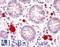 Death Associated Protein Kinase 2 antibody, LS-B7647, Lifespan Biosciences, Immunohistochemistry frozen image 