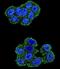 Cytochrome b-c1 complex subunit Rieske, mitochondrial antibody, abx026371, Abbexa, Immunocytochemistry image 