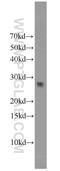 Matrix Metallopeptidase 7 antibody, 10374-2-AP, Proteintech Group, Western Blot image 