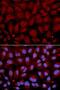 Butyrylcholinesterase antibody, 15-622, ProSci, Immunofluorescence image 