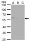 Calcium Binding And Coiled-Coil Domain 2 antibody, GTX630396, GeneTex, Western Blot image 