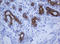 Keratin 20 antibody, LS-C175450, Lifespan Biosciences, Immunohistochemistry paraffin image 