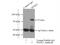 PDZ Domain Containing 1 antibody, 10507-2-AP, Proteintech Group, Immunoprecipitation image 