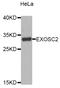 Exosome complex exonuclease RRP4 antibody, STJ23587, St John