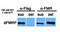 Fragile X Mental Retardation 1 antibody, orb76625, Biorbyt, Western Blot image 