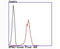 Karyopherin Subunit Alpha 2 antibody, A01776-2, Boster Biological Technology, Flow Cytometry image 