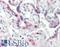 Cyclin Dependent Kinase 2 antibody, LS-B2483, Lifespan Biosciences, Immunohistochemistry frozen image 