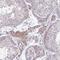 Zinc Finger And SCAN Domain Containing 9 antibody, NBP2-31803, Novus Biologicals, Immunohistochemistry frozen image 