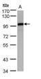 Enhancer Of Zeste 1 Polycomb Repressive Complex 2 Subunit antibody, PA5-28710, Invitrogen Antibodies, Western Blot image 