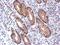 Nectin Cell Adhesion Molecule 2 antibody, NBP2-19507, Novus Biologicals, Immunohistochemistry frozen image 