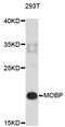 Myelin Associated Oligodendrocyte Basic Protein antibody, STJ24597, St John