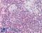 Interleukin 1 Receptor Associated Kinase 4 antibody, LS-B1371, Lifespan Biosciences, Immunohistochemistry frozen image 