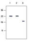 Killer Cell Immunoglobulin Like Receptor, Two Ig Domains And Long Cytoplasmic Tail 4 antibody, LS-C93760, Lifespan Biosciences, Western Blot image 