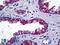 Keratin 4 antibody, LS-B5426, Lifespan Biosciences, Immunohistochemistry paraffin image 