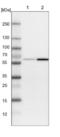 Sterile Alpha Motif Domain Containing 3 antibody, NBP1-88732, Novus Biologicals, Western Blot image 