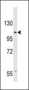 Calcium Voltage-Gated Channel Auxiliary Subunit Alpha2delta 3 antibody, PA5-26743, Invitrogen Antibodies, Western Blot image 