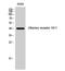 Olfactory Receptor Family 10 Subfamily V Member 1 antibody, A17530, Boster Biological Technology, Western Blot image 