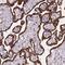 RPA1 Related Single Stranded DNA Binding Protein, X-Linked antibody, NBP2-13887, Novus Biologicals, Immunohistochemistry paraffin image 