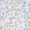 Hydroxyacid Oxidase 1 antibody, 22-249, ProSci, Immunohistochemistry paraffin image 