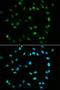 DNA repair protein XRCC4 antibody, LS-C331631, Lifespan Biosciences, Immunofluorescence image 