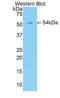 Hepatocyte growth factor activator antibody, LS-C297062, Lifespan Biosciences, Western Blot image 