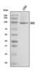 Vav Guanine Nucleotide Exchange Factor 3 antibody, A03204-3, Boster Biological Technology, Western Blot image 