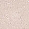 Kinase Insert Domain Receptor antibody, 13-924, ProSci, Immunohistochemistry frozen image 