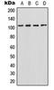 Homeodomain Interacting Protein Kinase 2 antibody, orb215143, Biorbyt, Western Blot image 