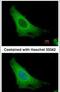 ADP Ribosylation Factor 3 antibody, PA5-21607, Invitrogen Antibodies, Immunofluorescence image 