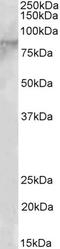 Enhancer Of Zeste 1 Polycomb Repressive Complex 2 Subunit antibody, orb18414, Biorbyt, Western Blot image 