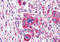 Glucagon Like Peptide 1 Receptor antibody, MBS244676, MyBioSource, Immunohistochemistry frozen image 