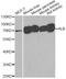 Albumin antibody, MBS127748, MyBioSource, Western Blot image 