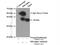 NF-kappa-B inhibitor alpha antibody, 10268-1-AP, Proteintech Group, Immunoprecipitation image 