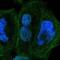 Zinc Finger Protein 74 antibody, PA5-51904, Invitrogen Antibodies, Immunofluorescence image 