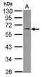 HSPB1 Associated Protein 1 antibody, LS-C155469, Lifespan Biosciences, Western Blot image 