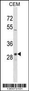 Olfactory Receptor Family 1 Subfamily D Member 2 antibody, 58-691, ProSci, Western Blot image 