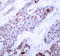 ATF4 antibody, LS-C335953, Lifespan Biosciences, Immunohistochemistry frozen image 