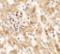 NK2 Homeobox 6 antibody, LS-C153757, Lifespan Biosciences, Immunohistochemistry frozen image 