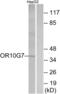 Olfactory Receptor Family 10 Subfamily G Member 7 antibody, abx015497, Abbexa, Western Blot image 