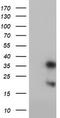 Frataxin antibody, LS-C173723, Lifespan Biosciences, Western Blot image 