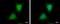 WDYHV Motif Containing 1 antibody, PA5-78518, Invitrogen Antibodies, Immunofluorescence image 