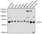 Cell Division Cycle 23 antibody, LS-C750088, Lifespan Biosciences, Western Blot image 
