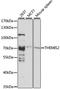 Thymocyte Selection Associated Family Member 2 antibody, A11109, Boster Biological Technology, Western Blot image 