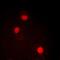SRY-Box 2 antibody, orb382052, Biorbyt, Immunofluorescence image 