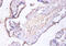 Charged Multivesicular Body Protein 2A antibody, CSB-PA04524A0Rb, Cusabio, Immunohistochemistry frozen image 