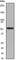 Keratin 4 antibody, ab51599, Abcam, Western Blot image 